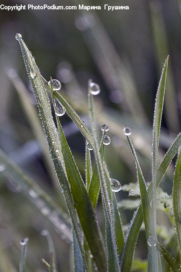 Field, Grass, Grassland, Plant, Droplet, Blossom, Flora