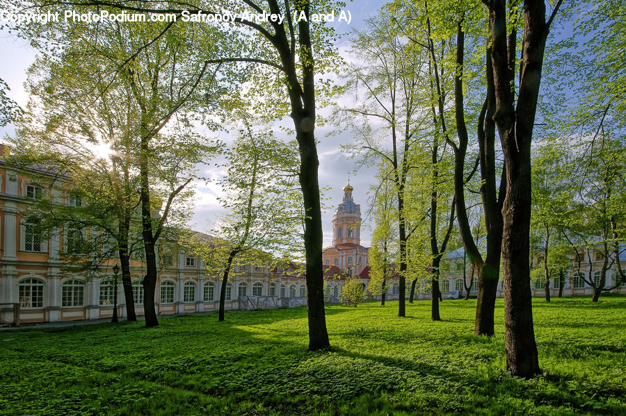 Forest, Vegetation, Campus, Plant, Tree, Field, Grass