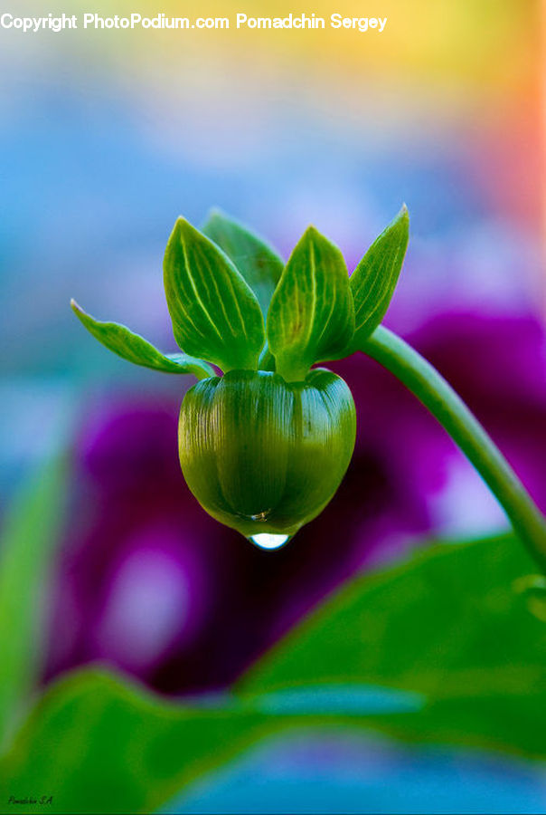 Bell Pepper, Pepper, Produce, Vegetable, Blossom, Flora, Flower