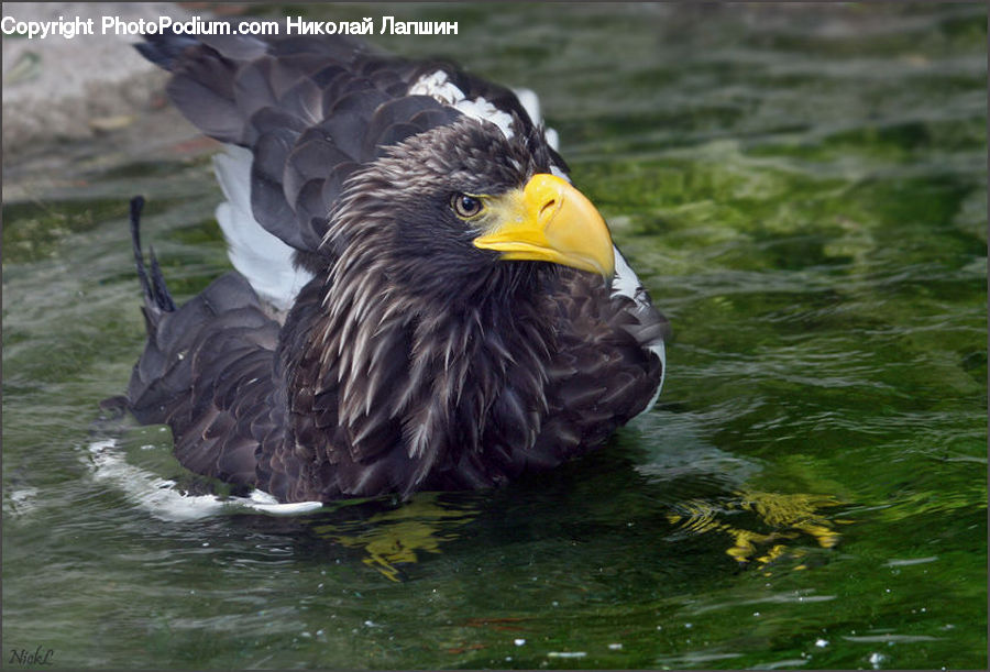 Bird, Eagle, Beak, Head, Portrait