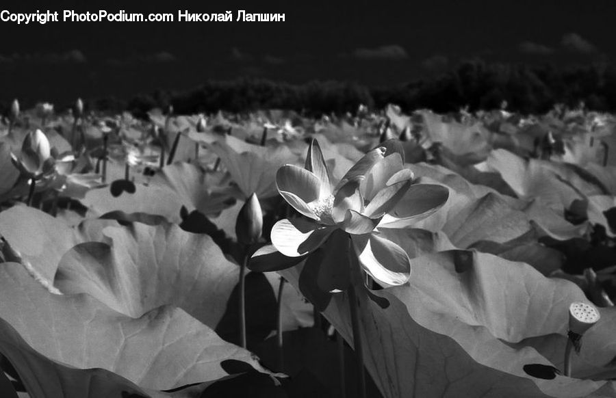 Blossom, Daffodil, Flora, Flower, Plant, Tulip, X-Ray