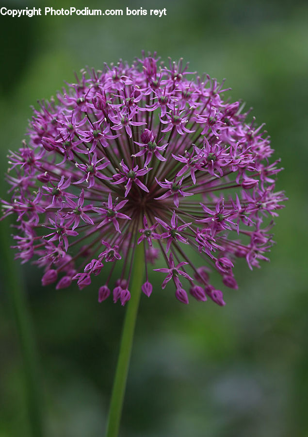 Allium, Blossom, Flora, Flower, Plant
