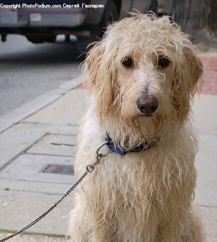 Animal, Canine, Dog, Mammal, Pet, Terrier, Poodle
