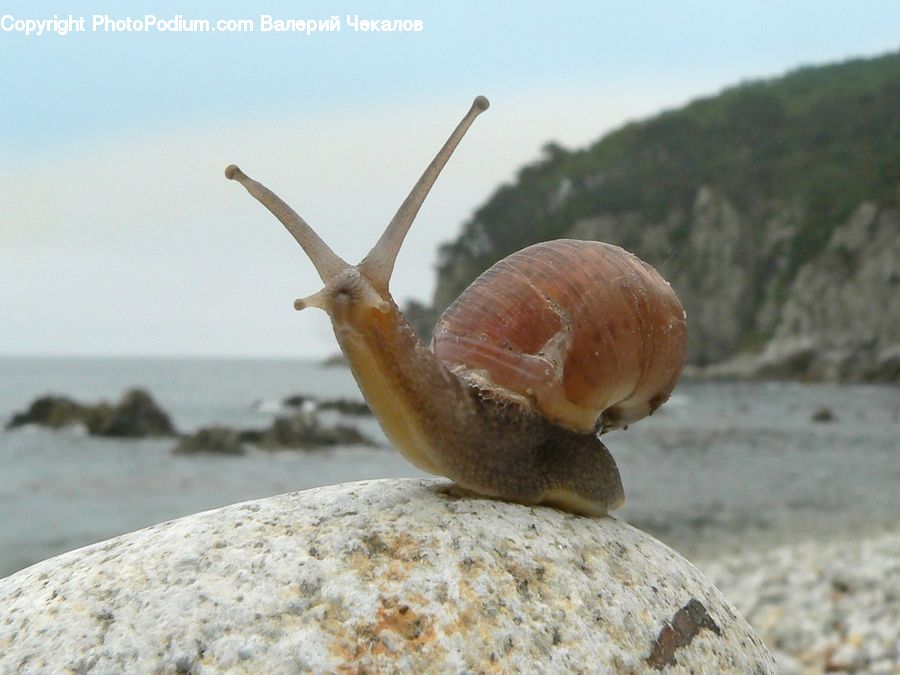 Invertebrate, Snail, Ice, Outdoors, Snow, Coast, Sea