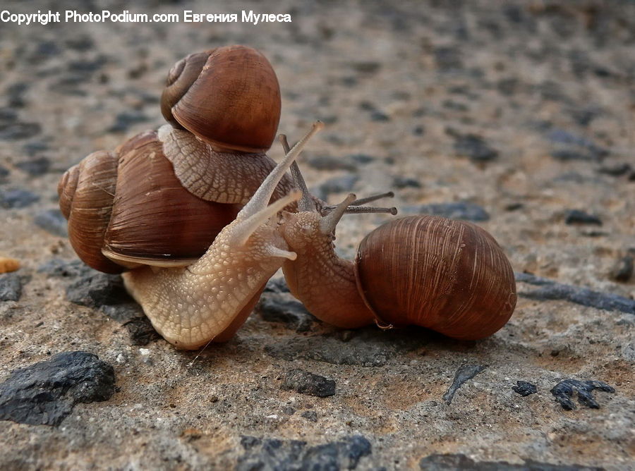 Acorn, Plant, Seed, Invertebrate, Snail, Dung Beetle, Insect