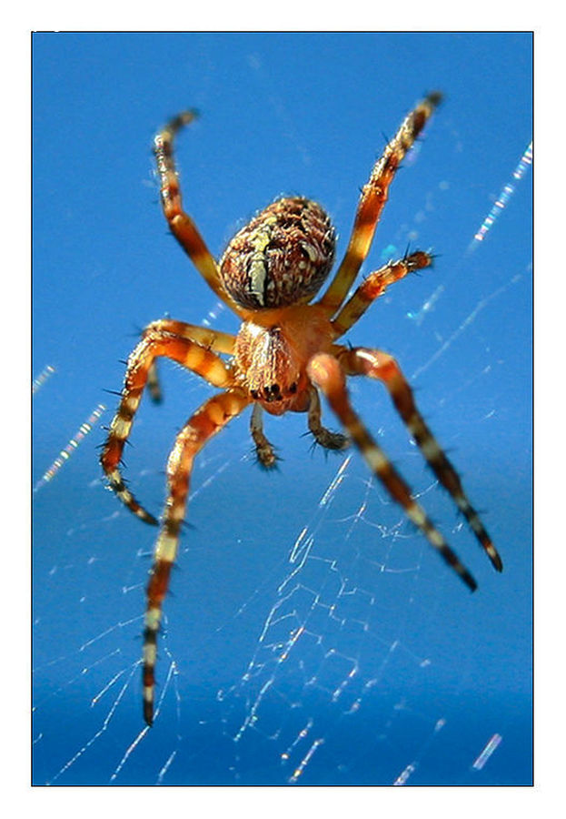 Arachnid, Garden Spider, Insect, Invertebrate, Spider, Carrot, Root