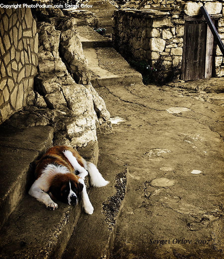 Animal, Canine, Dog, Mammal, Pet, Saint Bernard, Beagle