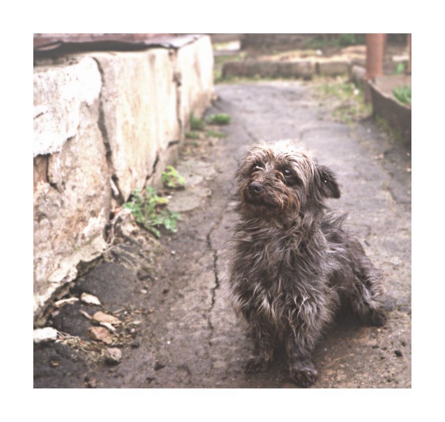 Affenpinscher, Animal, Canine, Dog, Mammal, Pet, Path