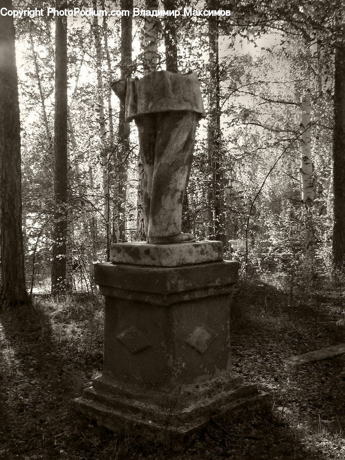 Tomb, Forest, Grove, Land, Fir, Vegetation, Outdoors