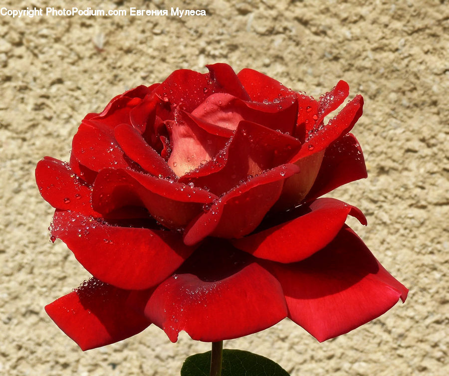 Blossom, Flower, Plant, Rose, Flower Arrangement, Flower Bouquet, Flora