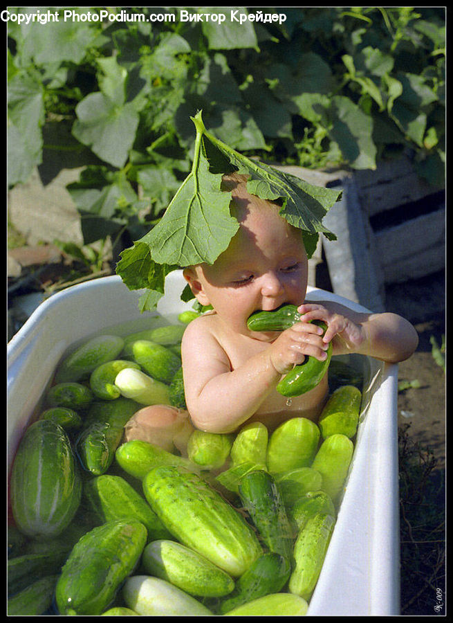 Cucumber, Vegetable, Fruit, Melon, Market, Produce, Bean