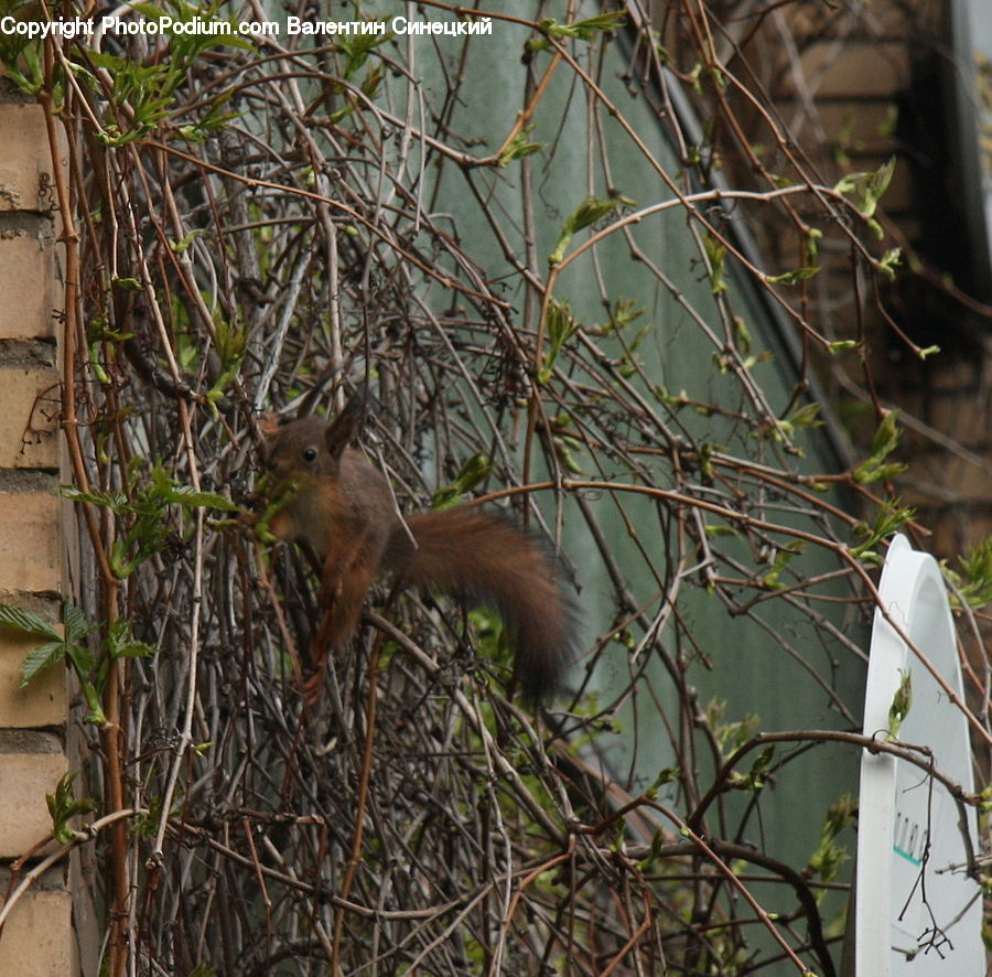 Animal, Canine, Fox, Grey Fox, Kit Fox, Mammal, Red Fox