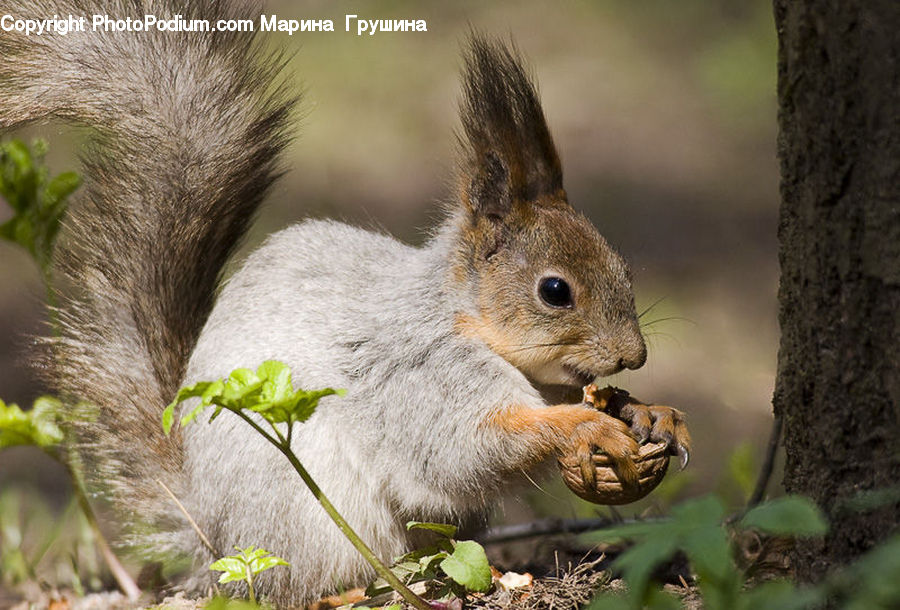 Eating, Animal, Mammal, Rodent, Squirrel, Food, Nut