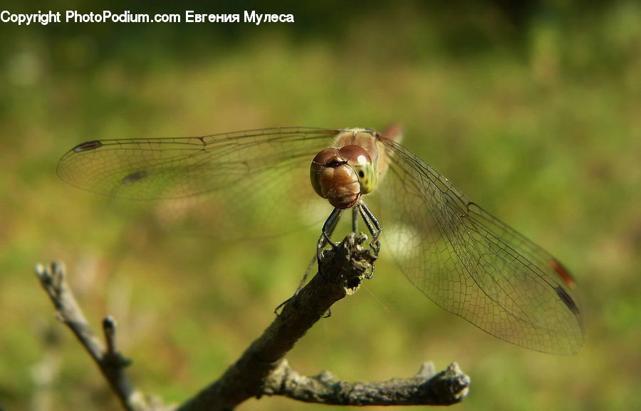 Anisoptera, Dragonfly, Insect, Invertebrate