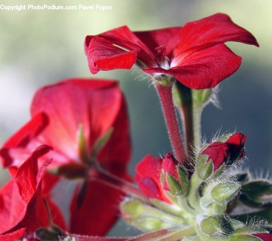 Amaryllis, Flower, Plant, Blossom, Flora, Geranium, Petal
