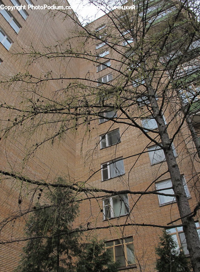 Apartment Building, Building, High Rise, Roof, Housing, Brick, Plant