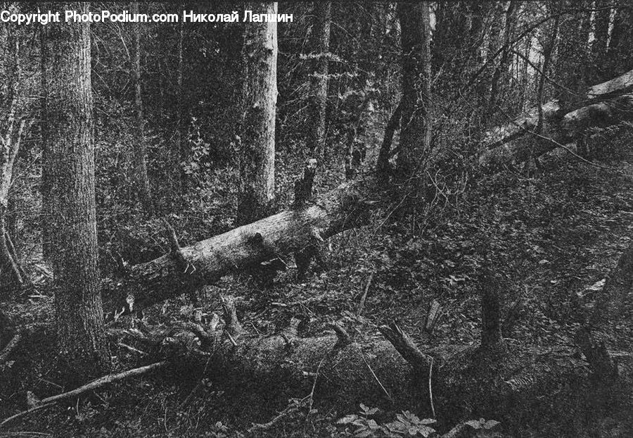 Forest, Vegetation, Grove, Land, Jungle, Rainforest, Fir