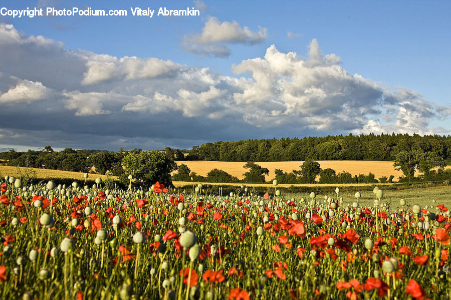 Blossom, Flora, Flower, Plant, Tulip, Field, Countryside