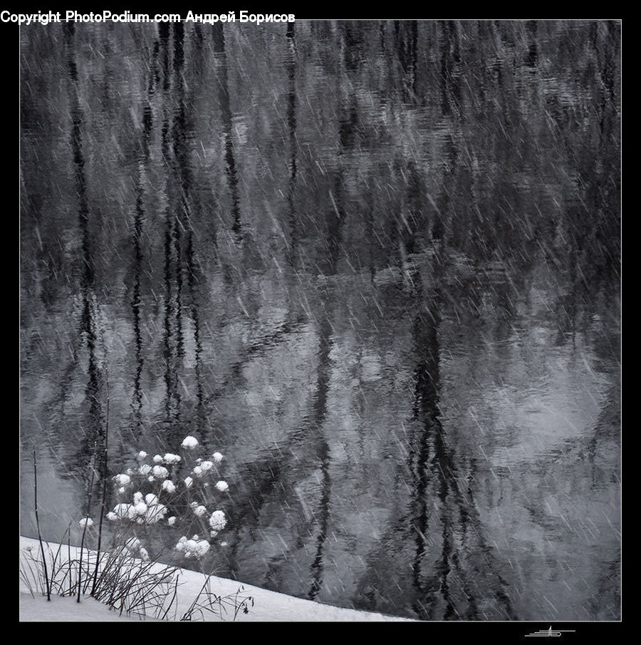 Forest, Vegetation
