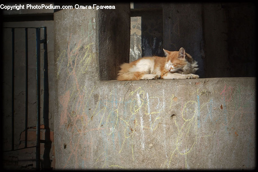 Animal, Cat, Mammal, Pet, Asleep, Canine, Fox