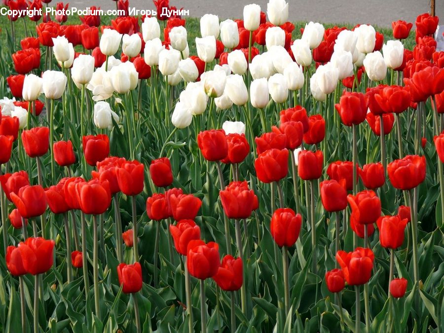 Blossom, Flora, Flower, Plant, Tulip, Field, Grass