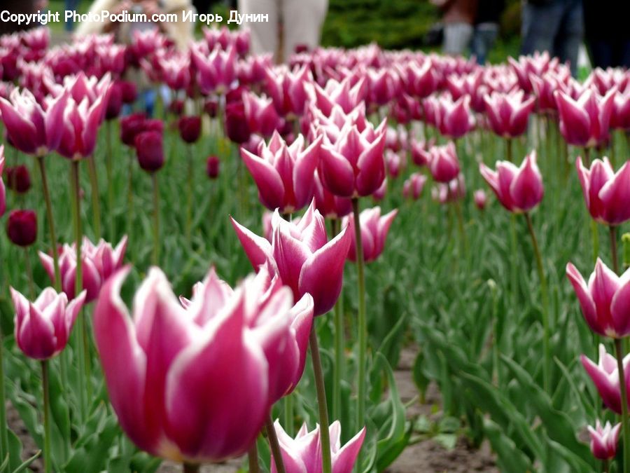 Blossom, Flora, Flower, Plant, Tulip, Crocus