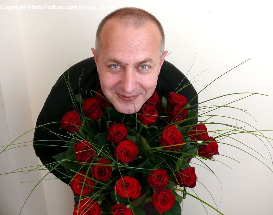 Blossom, Flower, Human, People, Person, Plant, Rose