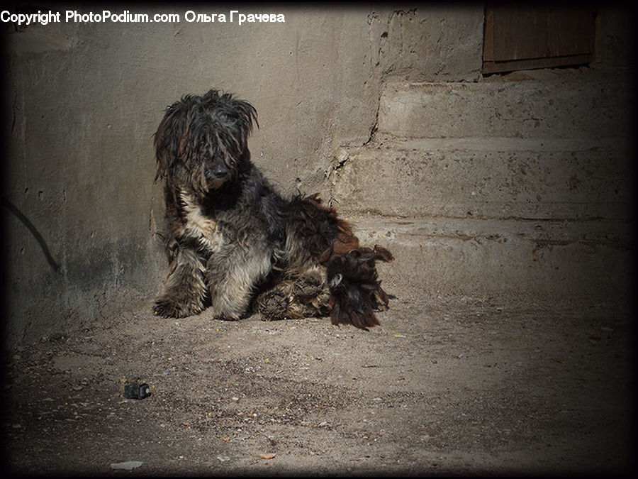 Animal, Canine, Dog, Mammal, Pet, Terrier, Affenpinscher
