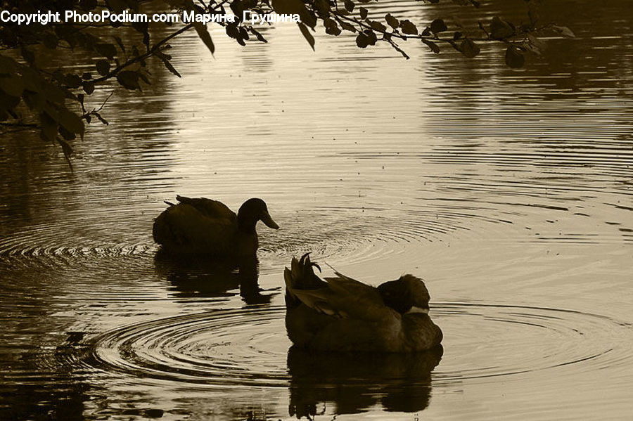 Outdoors, Ripple, Water, Bird, Waterfowl