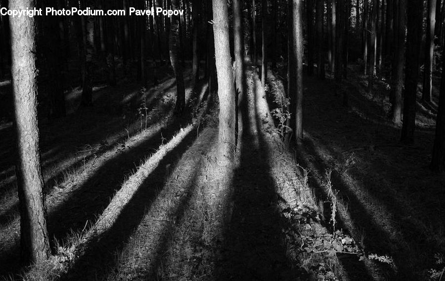 Forest, Vegetation, Path, Trail, Grove, Land, Birch
