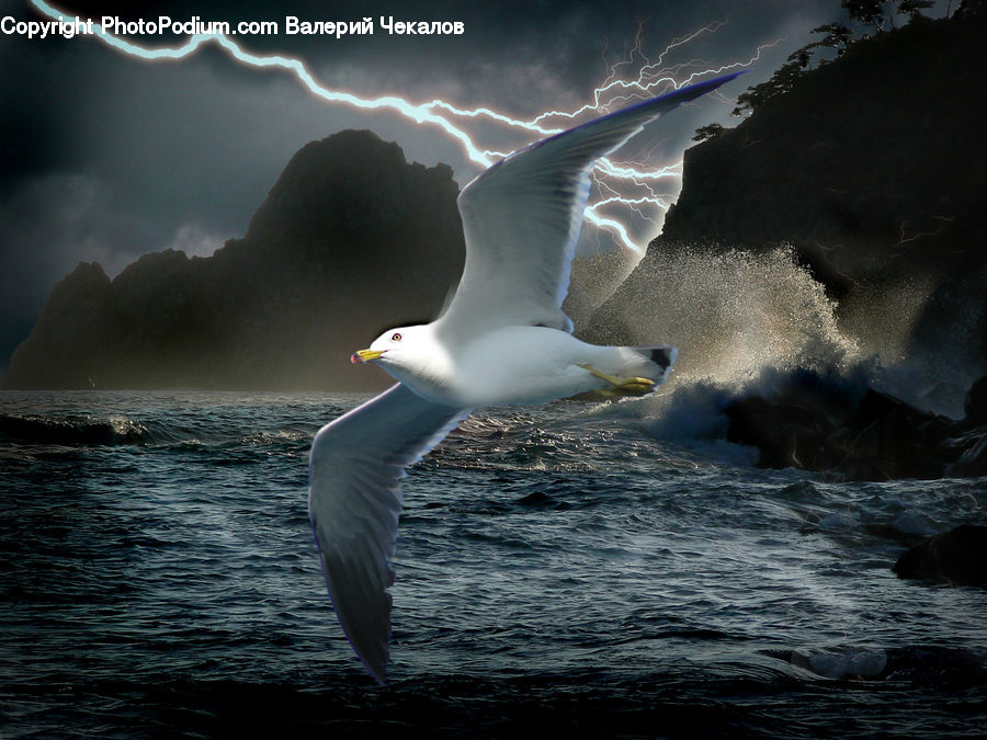 Bird, Booby, Seagull, Outdoors, Sea, Sea Waves, Water