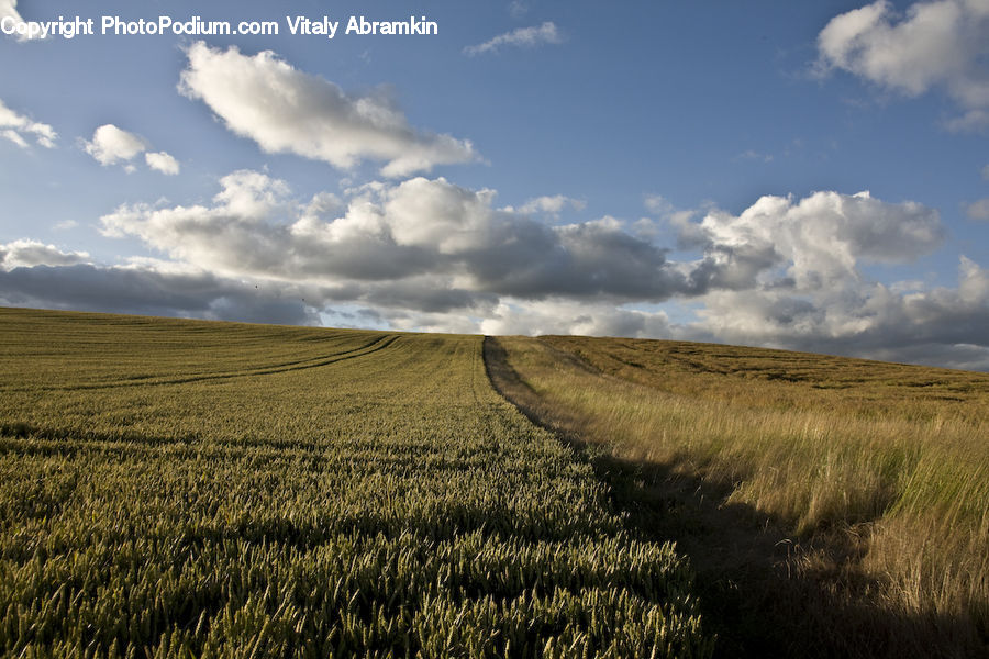 Grain, Grass, Plant, Wheat, Field, Grassland, Land