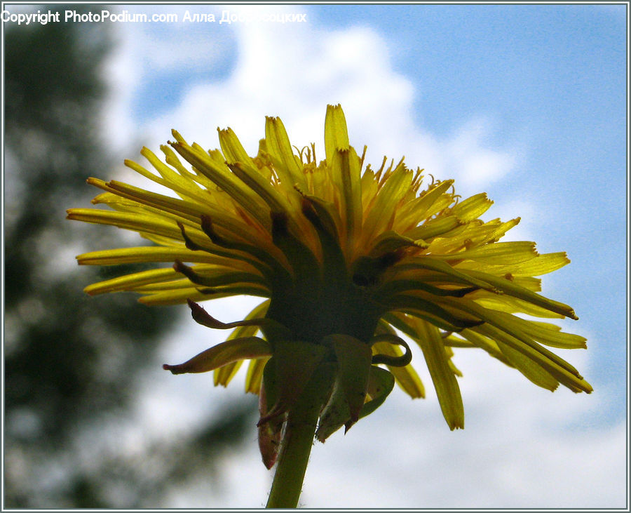 Dandelion, Flower, Plant, Blossom, Flora, Asteraceae, Daisies