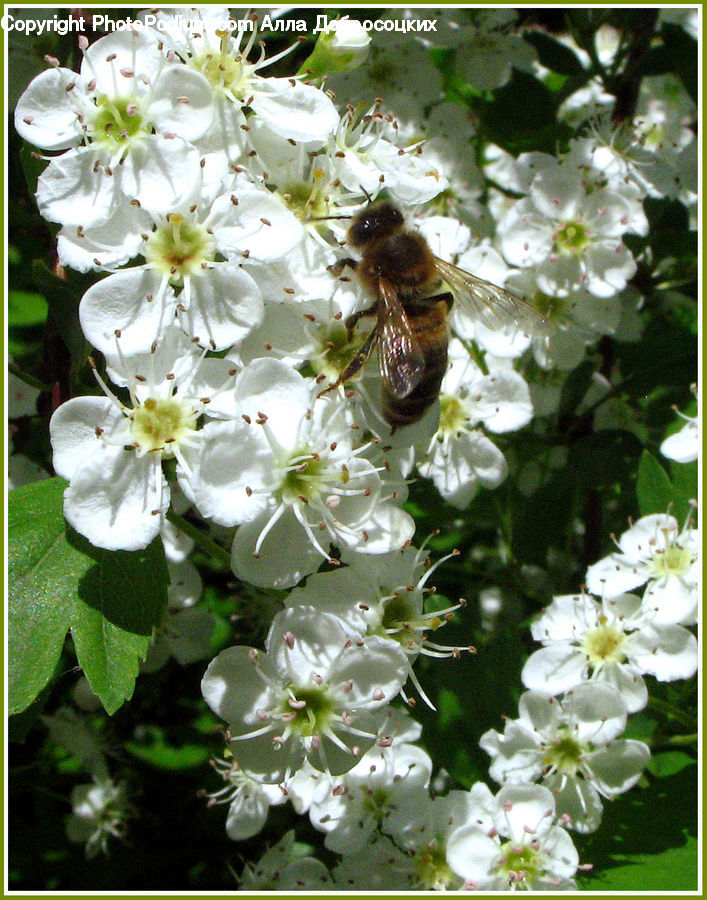 Blossom, Flora, Flower, Plant, Bee, Insect, Invertebrate