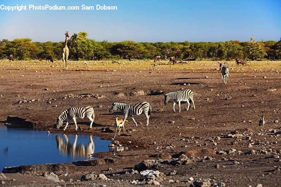 Animal, Mammal, Zebra, Bird, Crane Bird, Heron, Soil