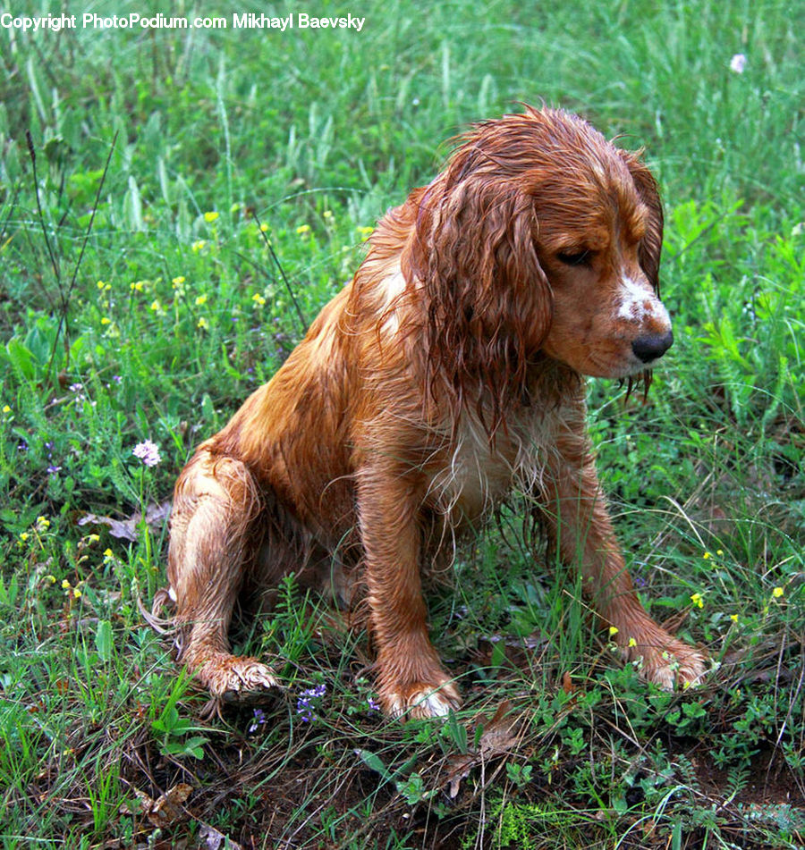 Animal, Canine, Cocker Spaniel, Dog, Mammal, Pet, Spaniel