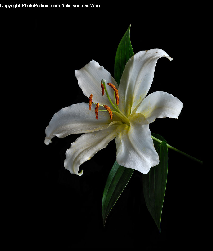 Flora, Flower, Gladiolus, Plant, Lily, Pollen, Blossom