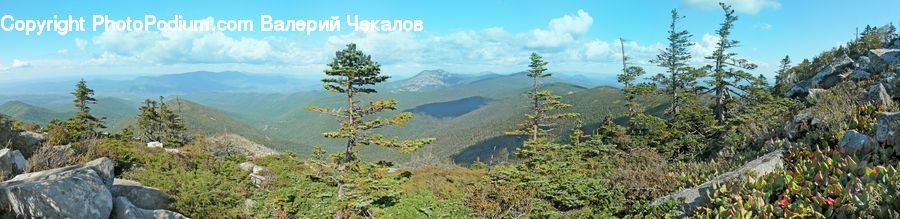 Conifer, Fir, Plant, Tree, Pine, Spruce, Wood