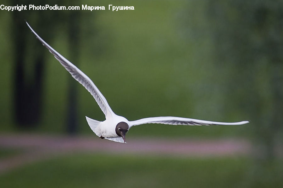Bird, Seagull, Dove, Pigeon, Crane Bird, Heron, Beak