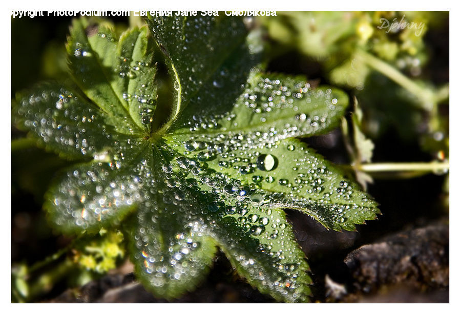 Droplet, Amphibian, Frog, Wildlife, Blossom, Flora, Flower