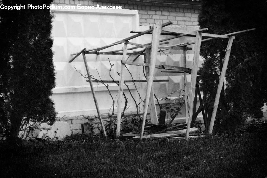 Chair, Furniture, Plant, Tree, Ivy, Vine, Birch