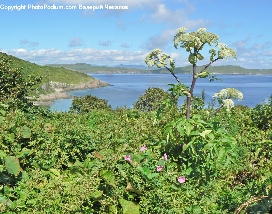 Bush, Plant, Vegetation, Blossom, Flora, Flower, Fern