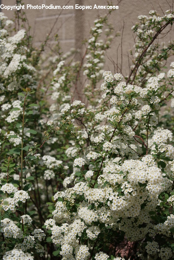 Plant, Potted Plant, Blossom, Flora, Flower, Lilac, Cherry Blossom