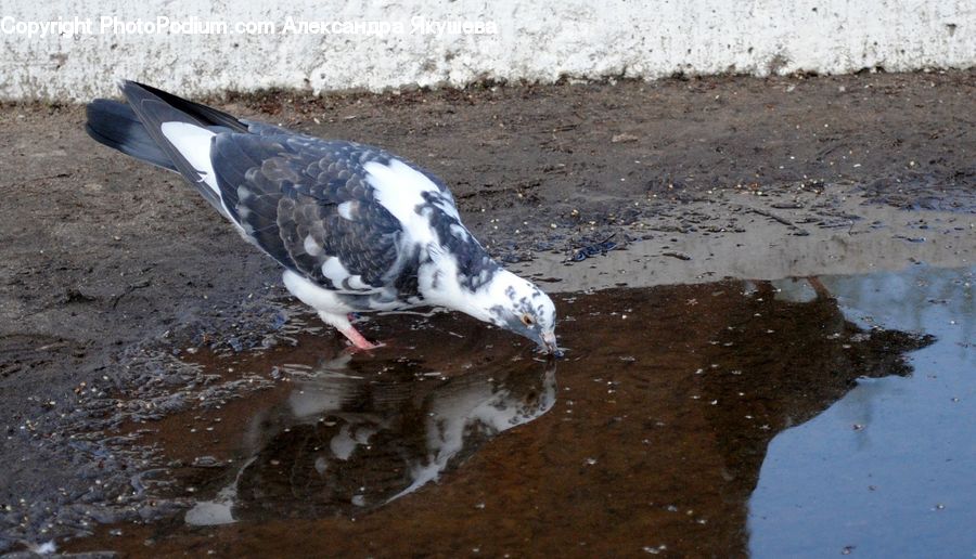 Bird, Pigeon, Dove, Puddle, Arctic, Ice, Outdoors