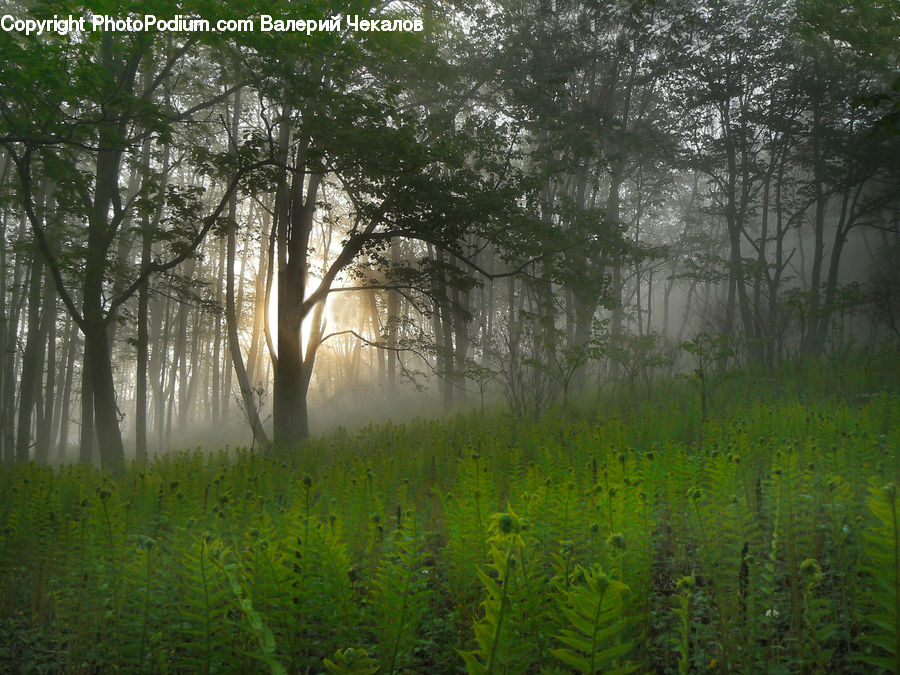 Field, Grass, Grassland, Plant, Fog, Forest, Vegetation
