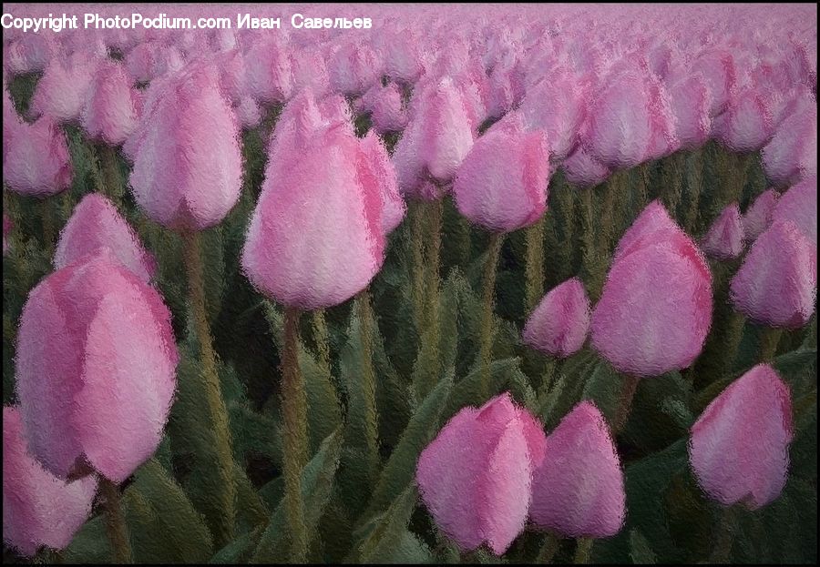 Blossom, Flora, Flower, Plant, Tulip, Petal, Carnation