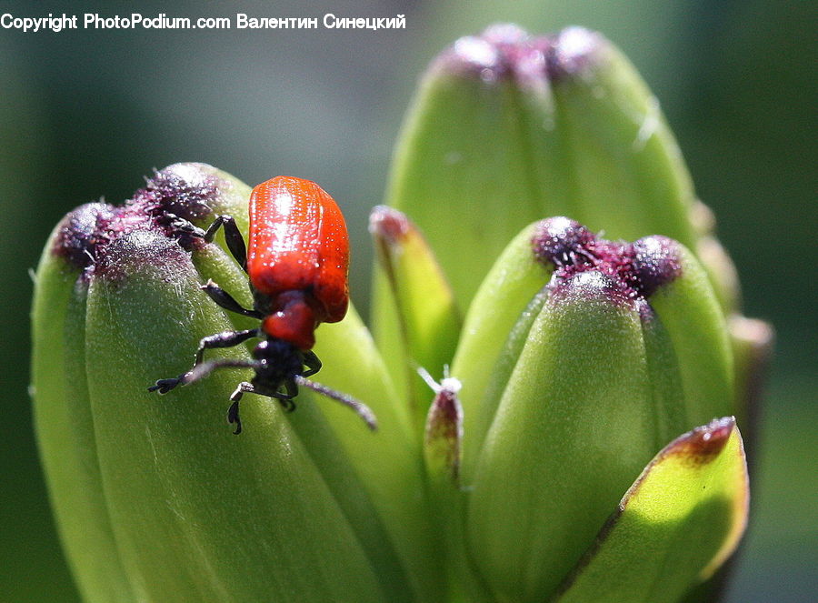 Bud, Plant, Ant, Insect, Invertebrate, Bee, Blossom