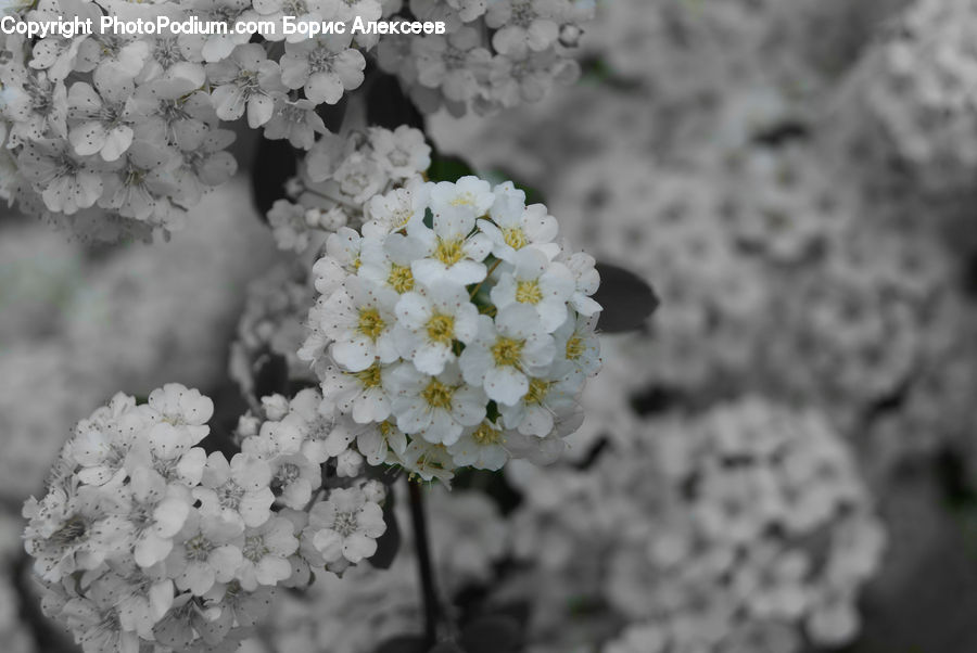 Blossom, Flora, Flower, Plant