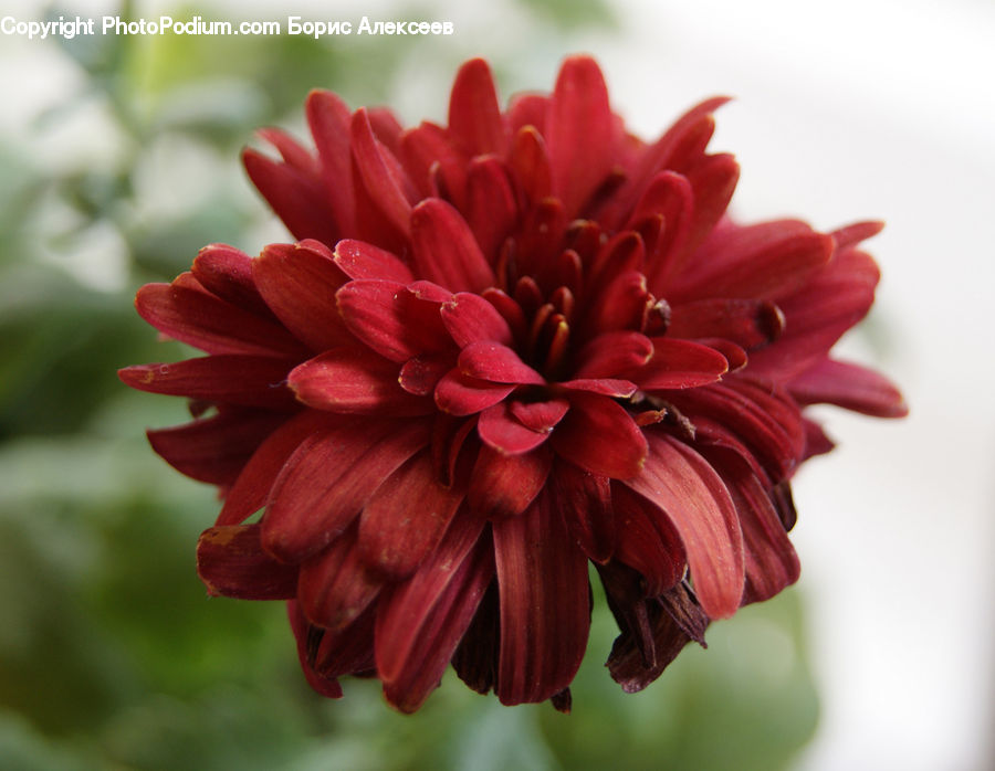 Blossom, Dahlia, Flora, Flower, Plant, Geranium