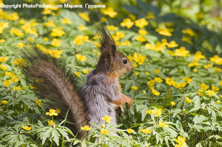 Animal, Mammal, Rodent, Squirrel, Blossom, Flora, Flower